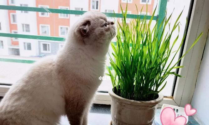 猫为什么吃草（探究猫吃草的原因及对猫的健康影响）